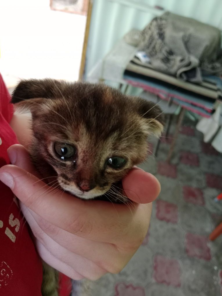Отдадим котёнка в хорошие руки