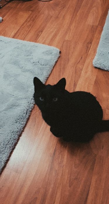 Ingrijire animalute la domiciliu