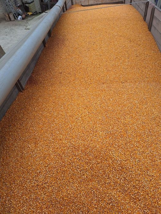 Porumb boabe  1 leu kg cantitati mari