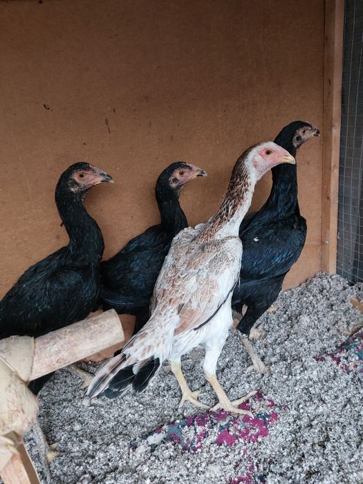 Makiyon tovuq shamo korea