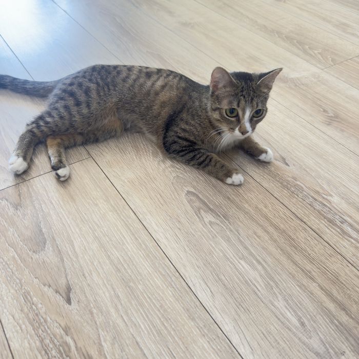 Котенок 11 месяцев