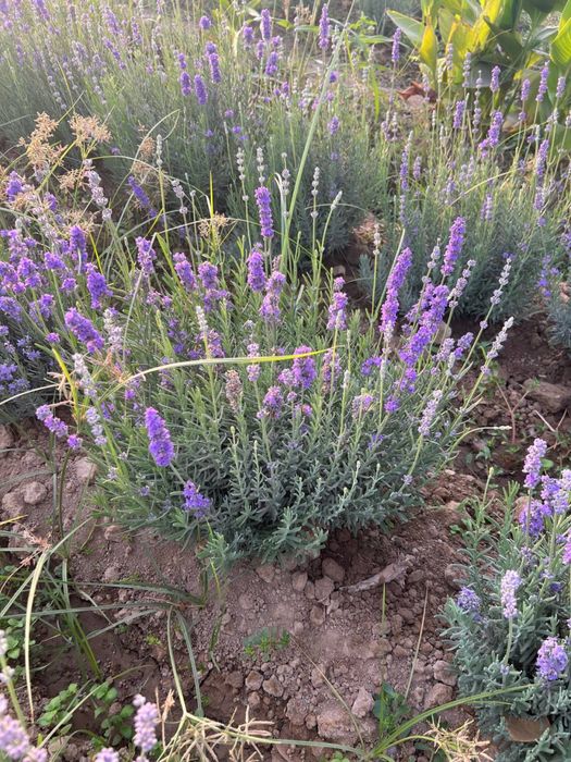 Lavanda gullari sotiladi