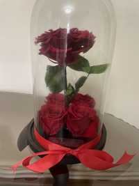Vand cupolă cu 5 trandafiri criogenați