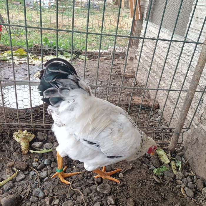 Cocos Sussex cu Adler