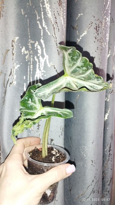 Продается Шикарная Детка Алоказии Локко