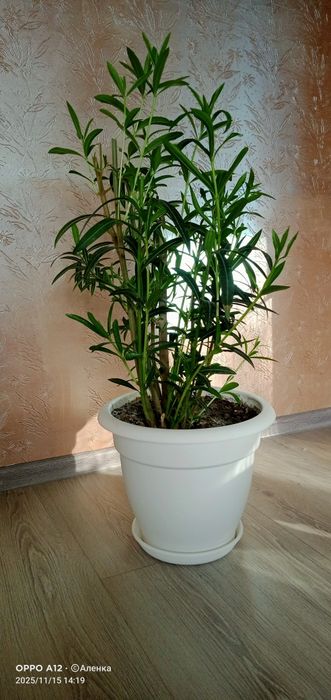 Олеандр  махровый .