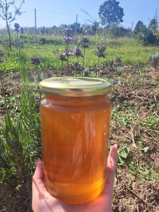 Vând miere de salcâm și poliflora