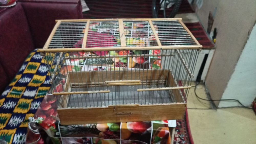 Кафас котта. Янги