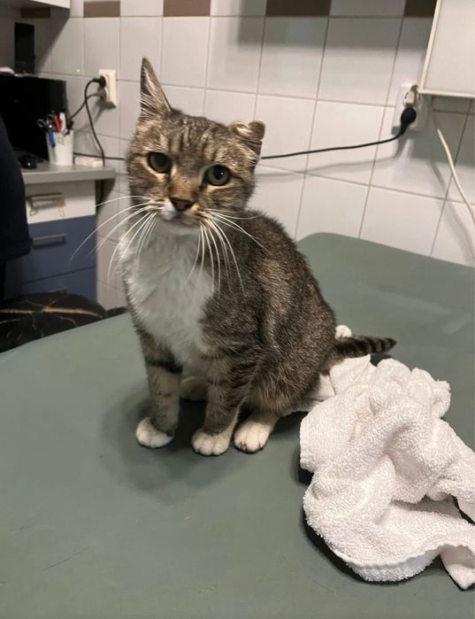 Pisicuta iubitoare, 3 ani jumate, vaccinata si sanatoasa