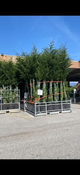 Cupressus leylandi gard viu veșnic verde