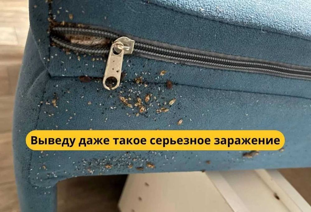 Dezinfeksiya xizmati * dezinfeksiya / klop / klapa / tarakan PROFI-2