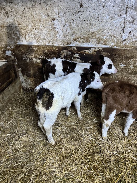 Vand doua vitel si un tauras