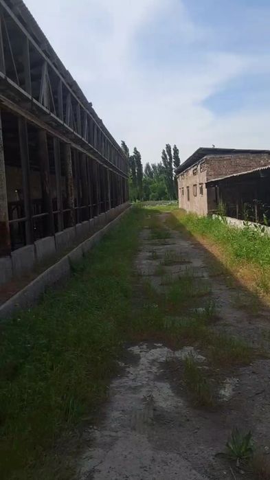 Ferma sotiladi 1gektar 10 sotix