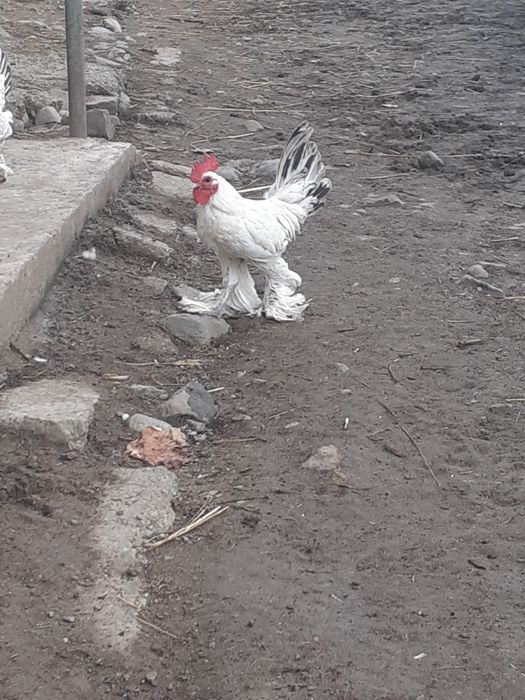 Mii de flori cocoși