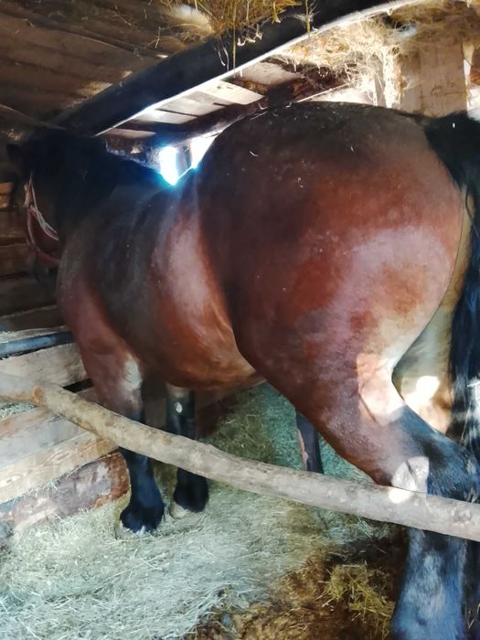 Vând mânză și mânz