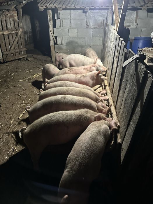 Продавам малки прасенца