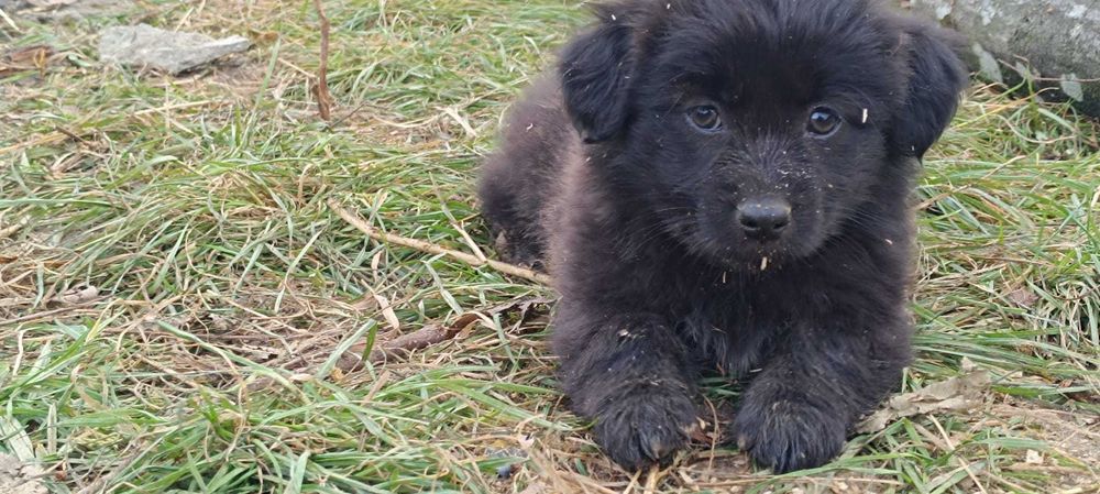Donez metis de jagdterrier de 8 săptămâni