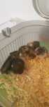 Pui Hamsteri pitici 14 zile