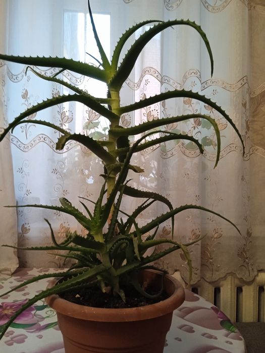 Продам алое,четыре  года .