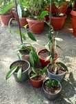 Pachet Hoya diverse soiuri