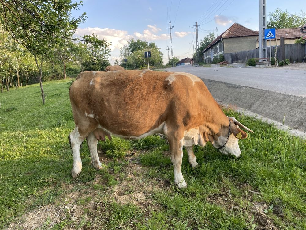 Vand vaca bălțată romaneasca