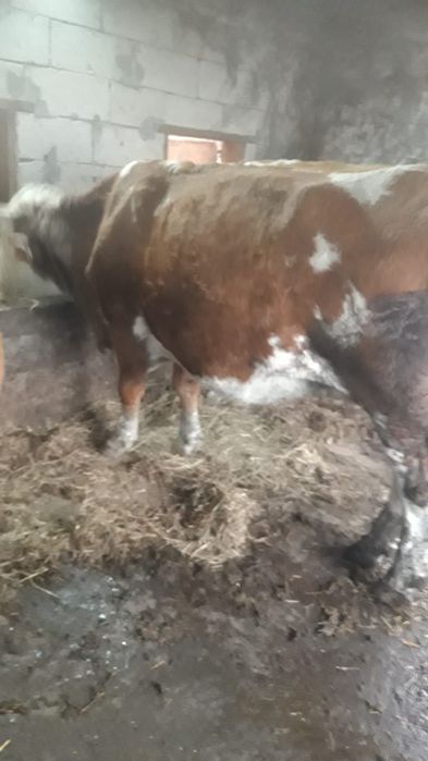 de vanzare vaca baltata