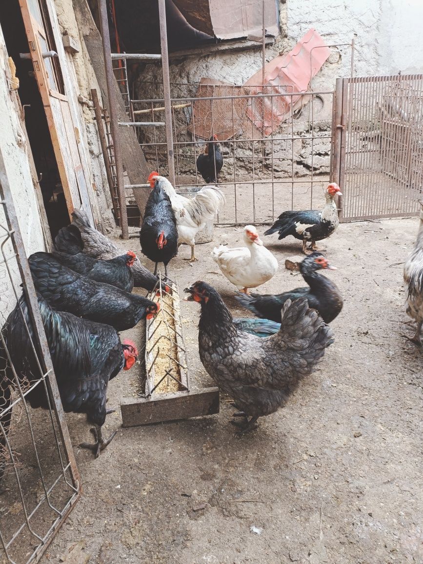 Cocosi Australorp