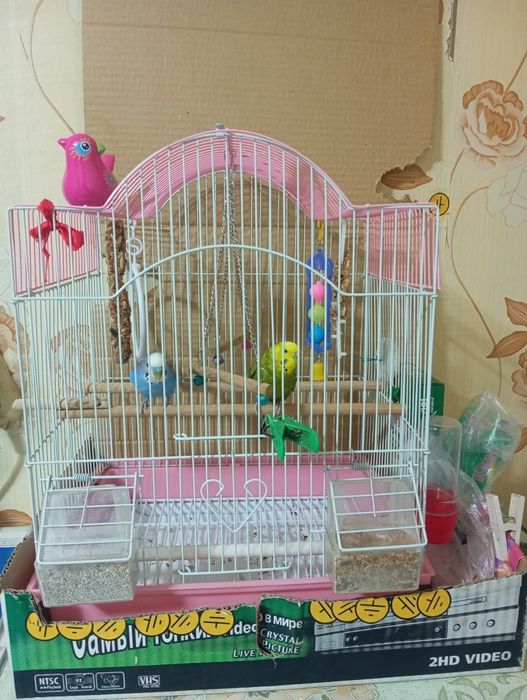 Продам Попугаев Мальчик и Девочка