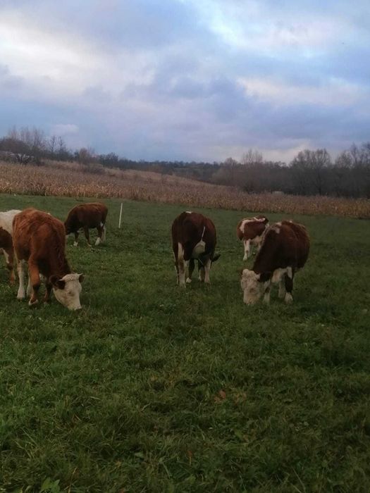 Vand juninci baltate