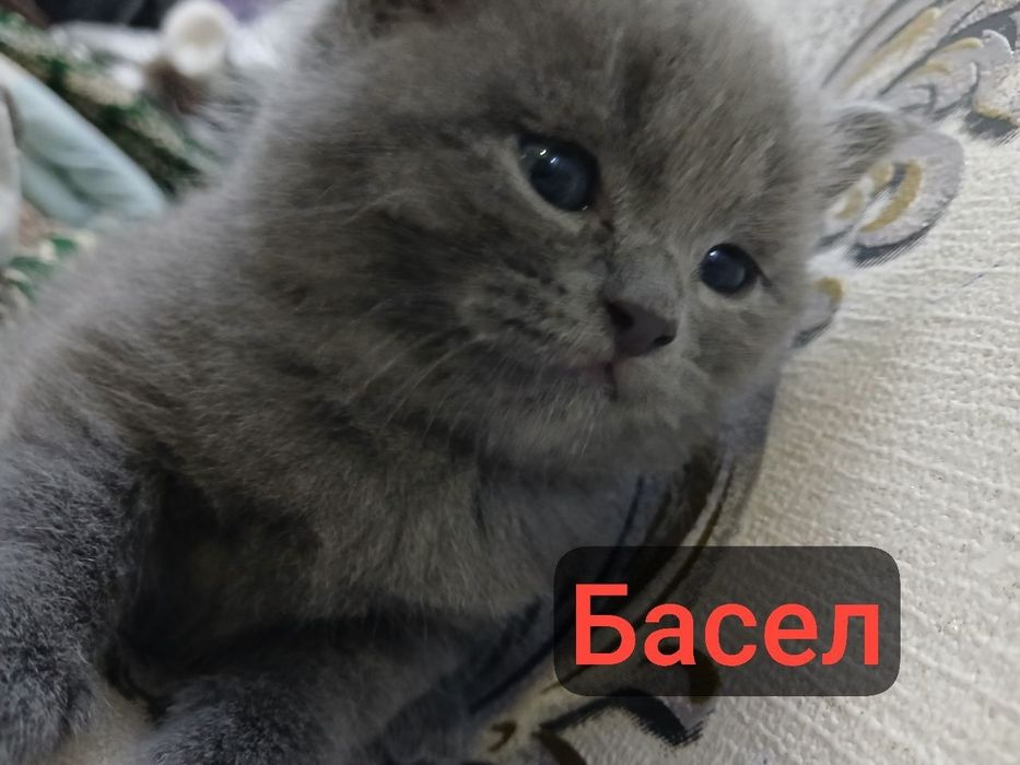 Мушучаларимга бром очилди