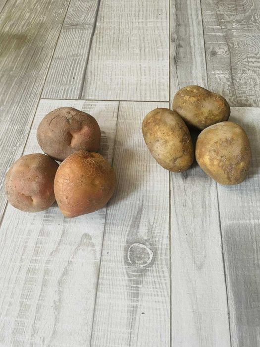 Cartofi de vânzare- Eladò krumpli