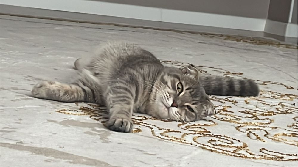 Кот шотландский продается