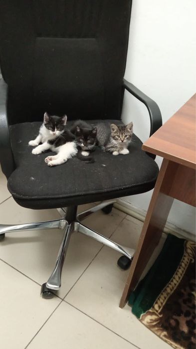 Отдам котят в добрые руки