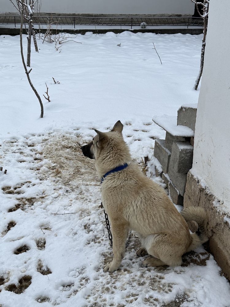 Аиданың лайка күшігі