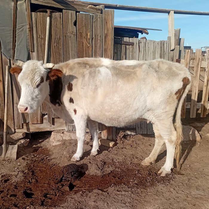 Продаётся крс коровы