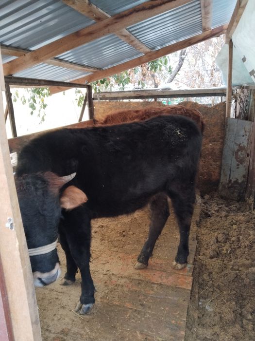 Продам Тёлочки с откорма молодые отлично подойдёт для согыма