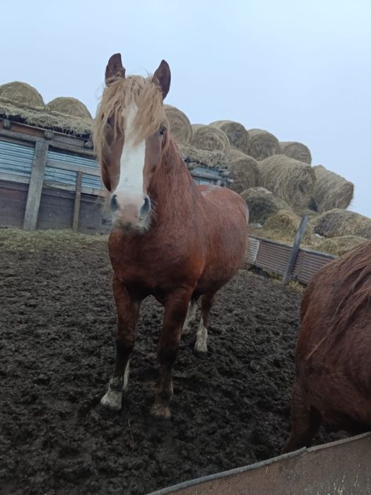 Продам жеребца 7 лет