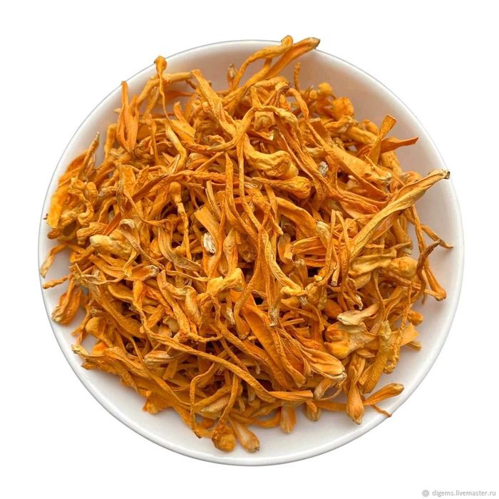 Кордицепс военный