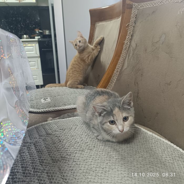 Котята  крысоловы