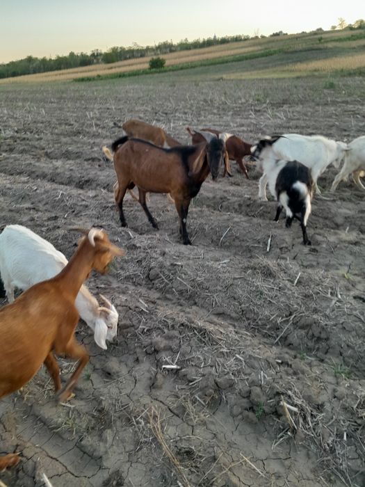 Vând țap anglo nubian