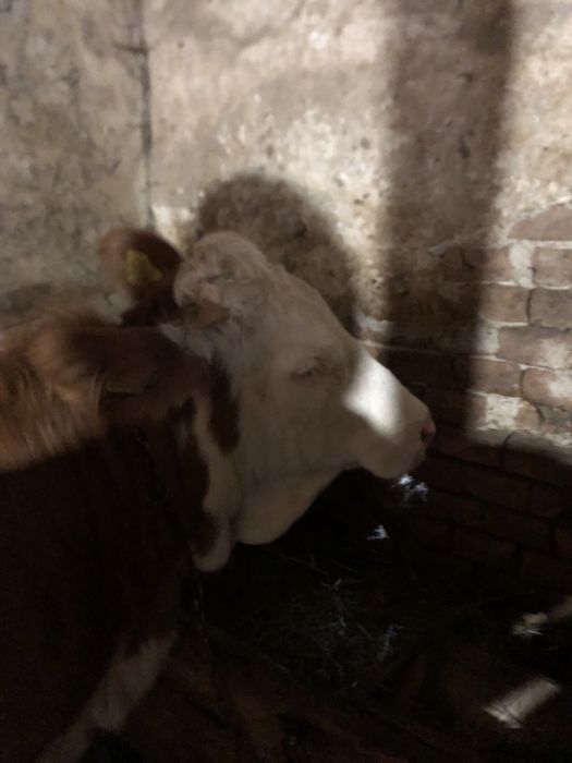 Vand vitea baltata romaneasca