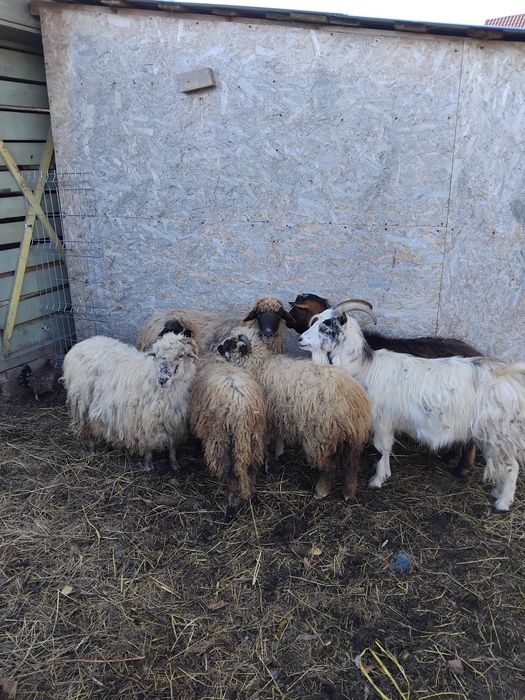 Vând 2 oi 2 mielute de anul asta si 2 capre