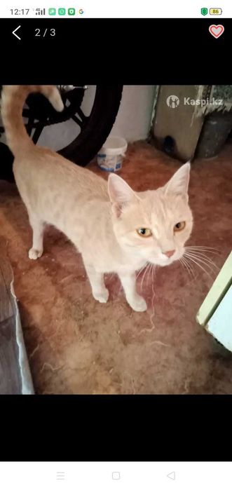 Пропал кот рыжик 1 год мальчик