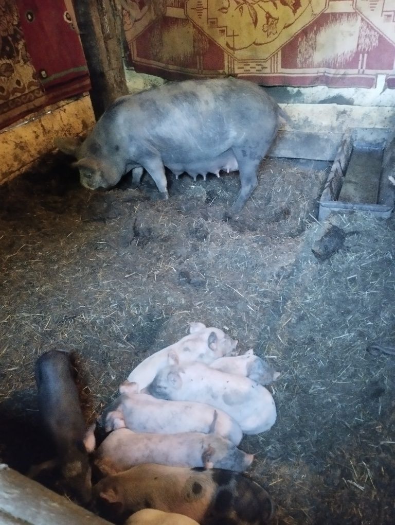 Vând iapa cu mânji