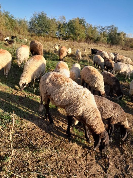 Vând oi și capre