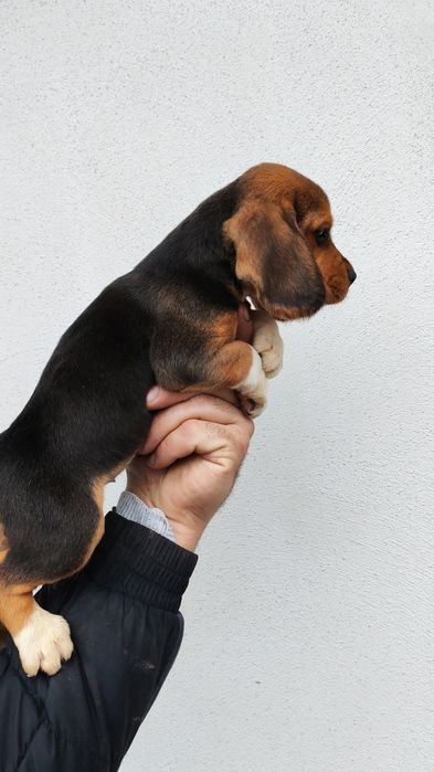Puiuț beagle rasa pura