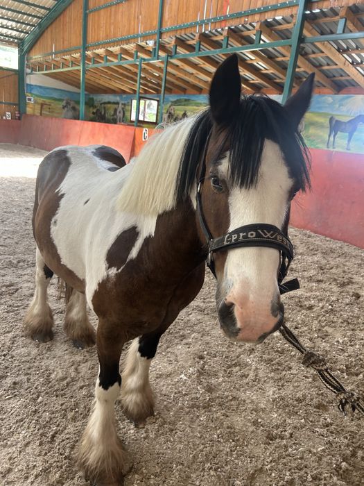 Pereche de gipsy vanner tinkeri