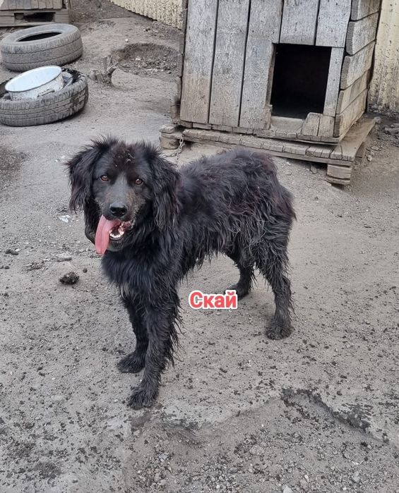 Дарю в добрые и ответственные руки