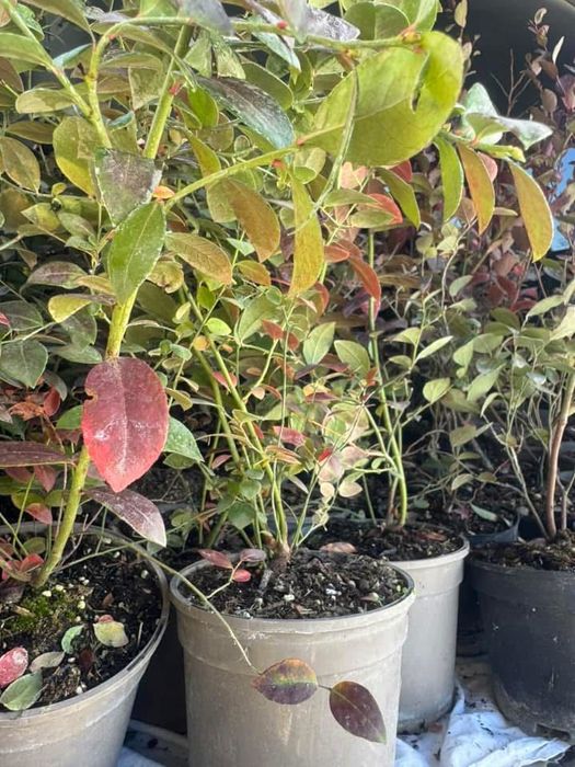 Двугодишен разсад сорт Дюк, Дрейпър, Легаси, Алекс Блю и Ню Хановер