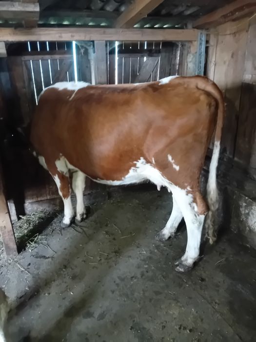 Vând 4 vaci 3 cu lapte una urmează sa fete